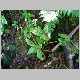 Peperomia sp.jpg